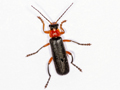 Cantharis pellucida